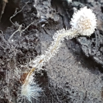 Unidentified Club or stalk (maybe a forked or broader apex) at Bruce Ridge to Gossan Hill - 30 May 2021 by trevorpreston