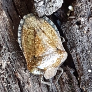 Pentatomidae (family) at Bruce, ACT - 30 May 2021