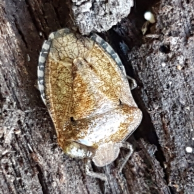 Pentatomidae (family) (Shield or Stink bug) at Bruce Ridge to Gossan Hill - 30 May 2021 by trevorpreston
