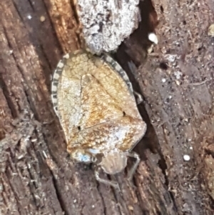 Pentatomidae (family) at Bruce, ACT - 30 May 2021