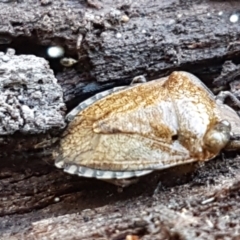 Pentatomidae (family) at Bruce, ACT - 30 May 2021