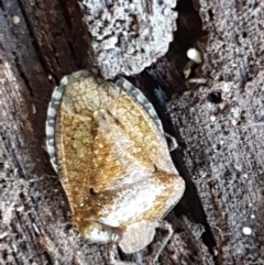 Pentatomidae (family) at Bruce, ACT - 30 May 2021 10:13 AM