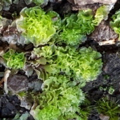 Fossombronia sp. (genus) (A leafy liverwort) at Bruce, ACT - 30 May 2021 by trevorpreston