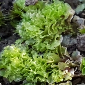 Fossombronia sp. (genus) at Bruce, ACT - 30 May 2021