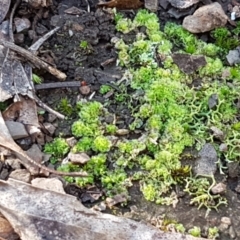 Fossombronia sp. (genus) at Bruce, ACT - 30 May 2021