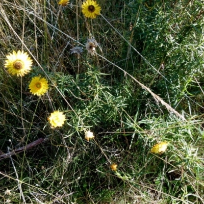 Xerochrysum viscosum (Sticky Everlasting) at Boro, NSW - 29 May 2021 by Paul4K