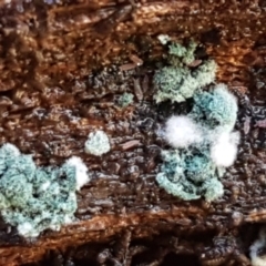 Trichoderma 'green fluffy' at Bruce, ACT - 30 May 2021