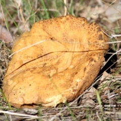 Phlebopus marginatus (Giant Bolete) at WREN Reserves - 30 May 2021 by KylieWaldon