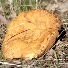 Phlebopus marginatus (Giant Bolete) at WREN Reserves - 30 May 2021 by Kyliegw