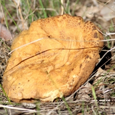 Phlebopus marginatus (Giant Bolete) at WREN Reserves - 30 May 2021 by Kyliegw
