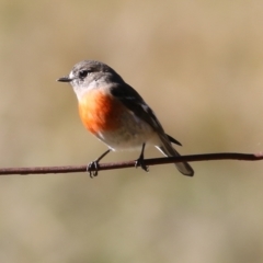 Petroica boodang (Scarlet Robin) at Wodonga, VIC - 30 May 2021 by Kyliegw
