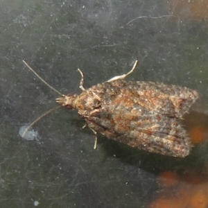 Thrincophora impletana at Flynn, ACT - 28 May 2021