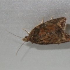 Thrincophora impletana at Flynn, ACT - 28 May 2021