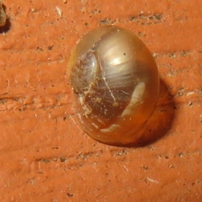 Cornu aspersum (Common Garden Snail) at Flynn, ACT - 29 May 2021 by Christine