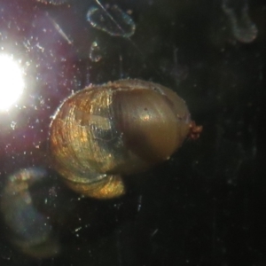 Cornu aspersum at Flynn, ACT - 29 May 2021