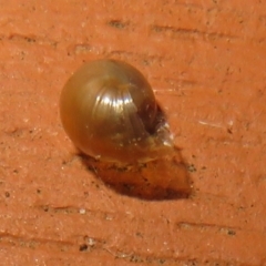 Cornu aspersum at Flynn, ACT - 29 May 2021