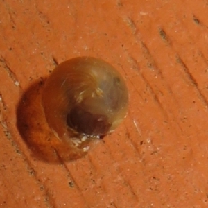 Cornu aspersum at Flynn, ACT - 29 May 2021