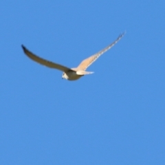 Falco cenchroides (Nankeen Kestrel) at Wodonga, VIC - 30 May 2021 by Kyliegw