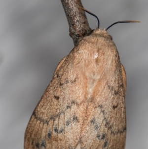 Entometa undescribed species nr fervens at Melba, ACT - 15 Nov 2020