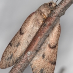 Entometa undescribed species nr fervens at Melba, ACT - 15 Nov 2020 10:32 PM