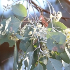 Eucalyptus polyanthemos subsp. vestita (Red Box) at WREN Reserves - 30 May 2021 by Kyliegw