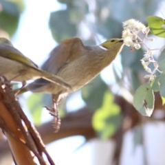 Ptilotula penicillata (White-plumed Honeyeater) at WREN Reserves - 30 May 2021 by Kyliegw