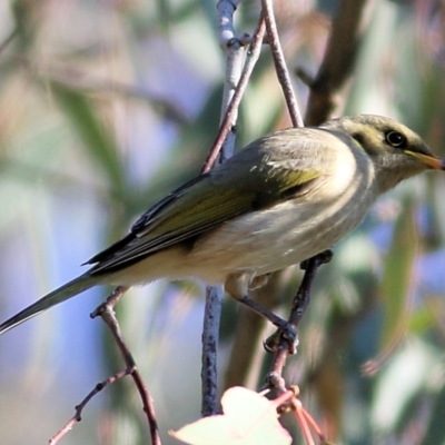 Ptilotula fusca (Fuscous Honeyeater) at WREN Reserves - 29 May 2021 by Kyliegw