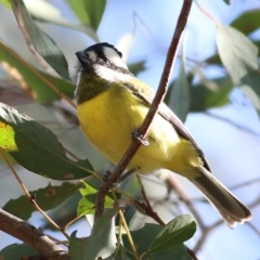 Falcunculus frontatus (Eastern Shrike-tit) at Wodonga, VIC - 30 May 2021 by Kyliegw