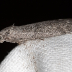 Heteromicta pachytera (Galleriinae subfamily moth) at Melba, ACT - 14 Nov 2020 by Bron