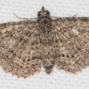 Chloroclystis filata at Melba, ACT - 14 Nov 2020