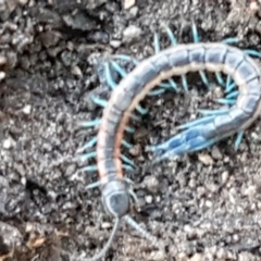 Scolopendra laeta (Giant Centipede) at Denman Prospect, ACT - 30 May 2021 by tpreston