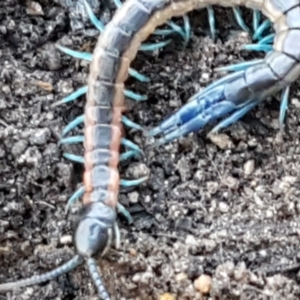 Scolopendra laeta at Denman Prospect, ACT - 30 May 2021