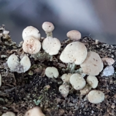 Thysanothecium scutellatum (A lichen) at Denman Prospect, ACT - 30 May 2021 by tpreston