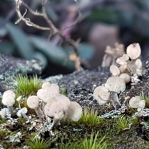 Thysanothecium scutellatum at Denman Prospect, ACT - 30 May 2021