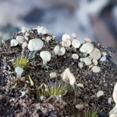 Thysanothecium scutellatum at Denman Prospect, ACT - 30 May 2021