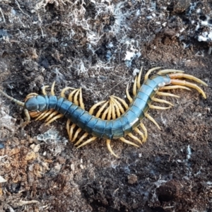 Ethmostigmus rubripes at Denman Prospect, ACT - 30 May 2021 02:27 PM