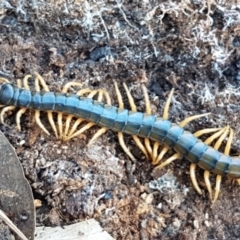 Ethmostigmus rubripes at Denman Prospect, ACT - 30 May 2021 02:27 PM