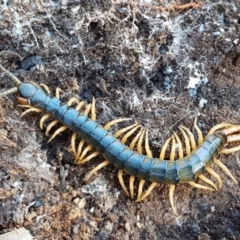 Ethmostigmus rubripes at Denman Prospect, ACT - 30 May 2021