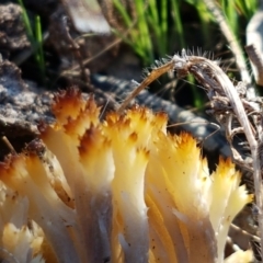 Ramaria sp. at Denman Prospect, ACT - 30 May 2021