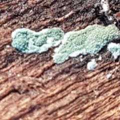 Trichoderma 'green fluffy' at Denman Prospect, ACT - 30 May 2021