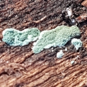 Trichoderma 'green fluffy' at Denman Prospect, ACT - 30 May 2021 02:57 PM