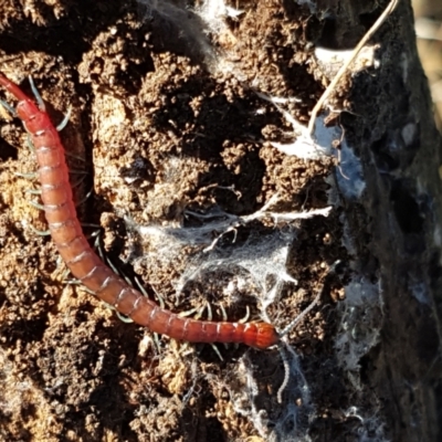Scolopendromorpha (order) (A centipede) at Stromlo, ACT - 30 May 2021 by trevorpreston