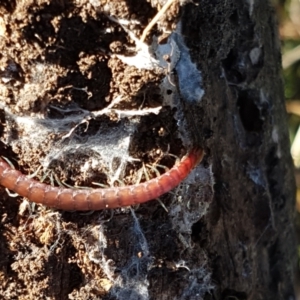 Scolopendromorpha (order) at Stromlo, ACT - 30 May 2021