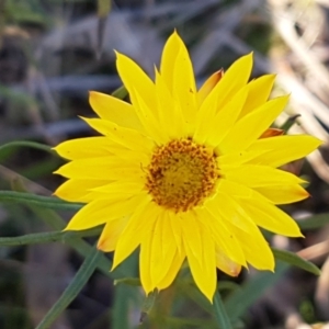 Xerochrysum viscosum at Denman Prospect, ACT - 30 May 2021