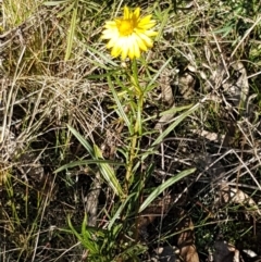 Xerochrysum viscosum at Denman Prospect, ACT - 30 May 2021