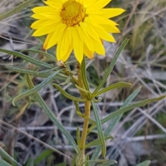 Xerochrysum viscosum at Denman Prospect, ACT - 30 May 2021