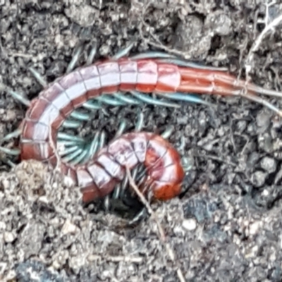 Cormocephalus sp.(genus) (Scolopendrid Centipede) at Denman Prospect, ACT - 30 May 2021 by trevorpreston