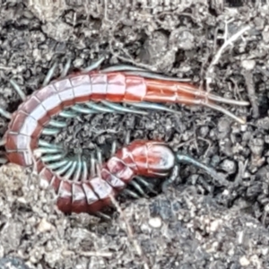 Cormocephalus sp.(genus) at Denman Prospect, ACT - 30 May 2021