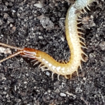 Geophilomorpha sp. (order) (Earth or soil centipede) at Denman Prospect, ACT - 30 May 2021 by tpreston