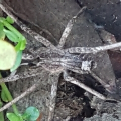 Argoctenus sp. (genus) (Wandering ghost spider) at Denman Prospect, ACT - 30 May 2021 by trevorpreston